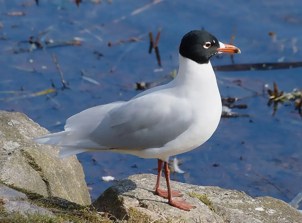 Gaviota Cabecinegra. Visto aquí de pie sobre una roca al borde del agua. En plumaje de verano con la cabeza negra.