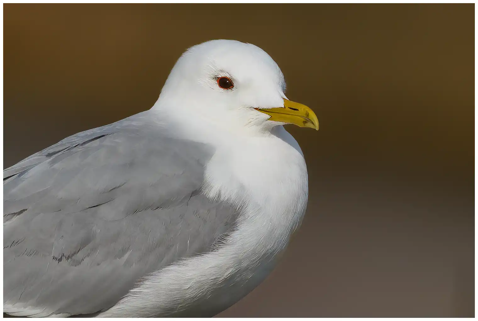 Gaviota cana. Primer plano de la cabeza. Expresión facial suave. Cabeza redonda y pico corto y fino.