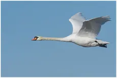 Cisne vulgar