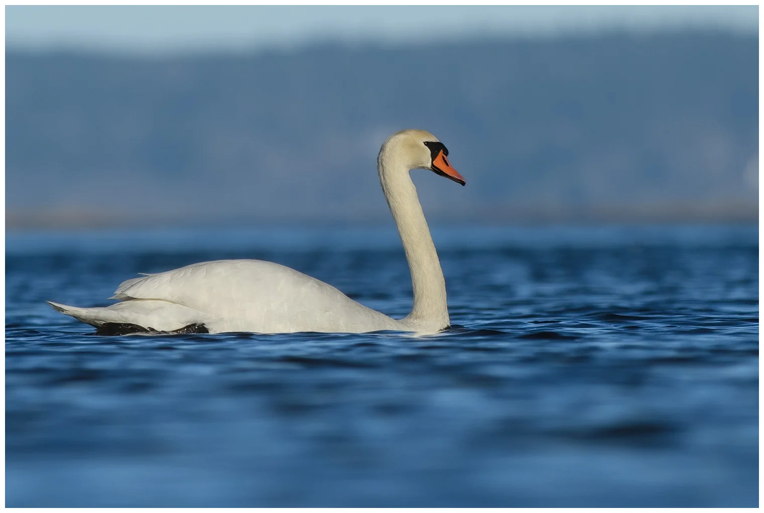 Cisne vulgar