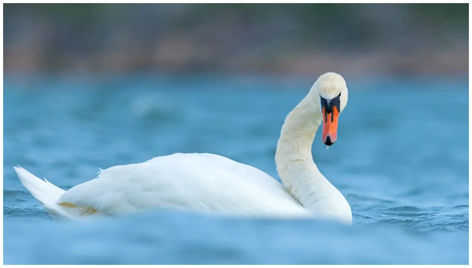 Cisne vulgar