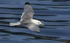 Gaviota Tridáctila