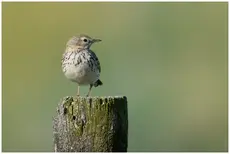 Bisbita Pratense