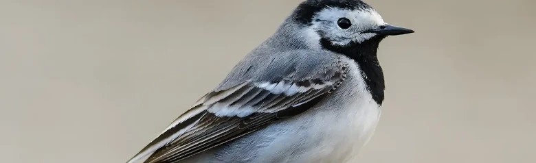 Lavandera Blanca. Visto aquí de perfil. El plumaje blanco-gris-negro, junto con la larga cola que mueve, hace que sea muy fácil de reconocer.
