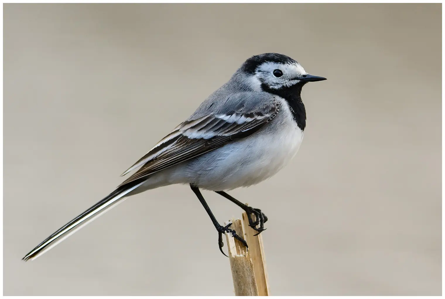 Lavandera Blanca. Visto aquí de perfil. El plumaje blanco-gris-negro, junto con la larga cola que mueve, hace que sea muy fácil de reconocer.