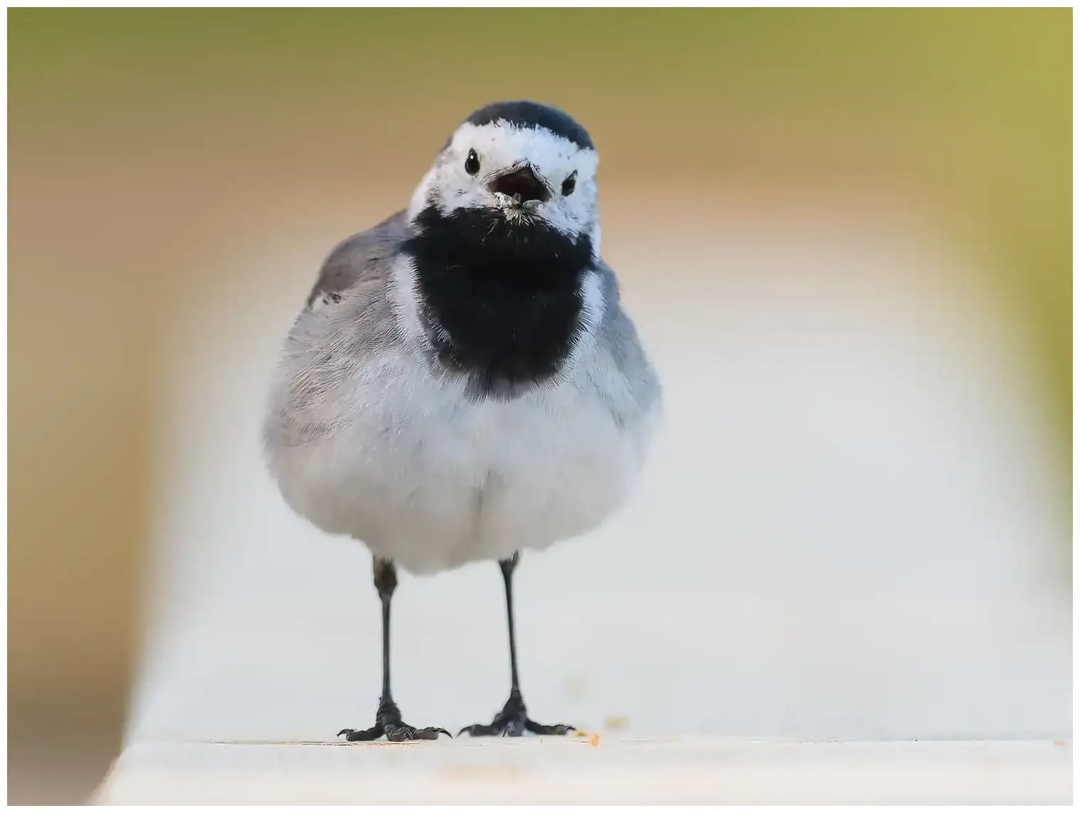 Lavandera Blanca