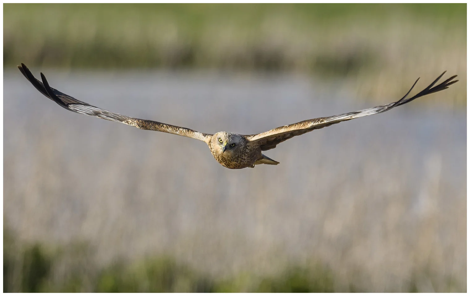 Aguilucho Lagunero Occidental