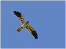 Aguilucho Cenizo