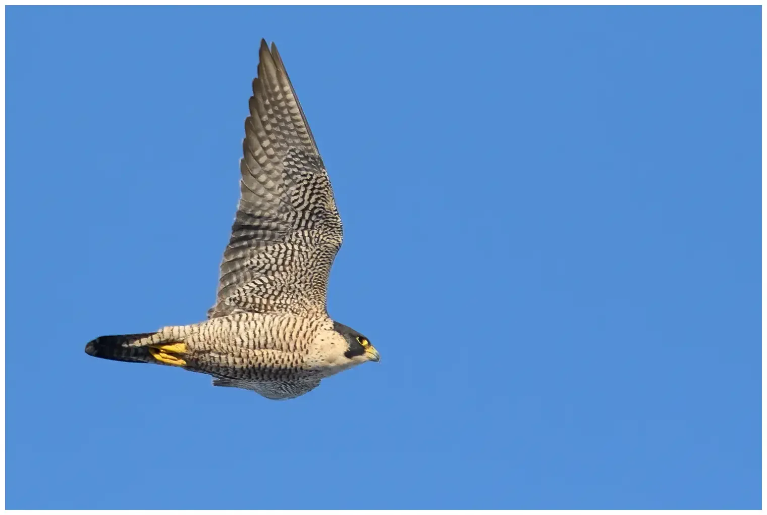 Halcón Peregrino