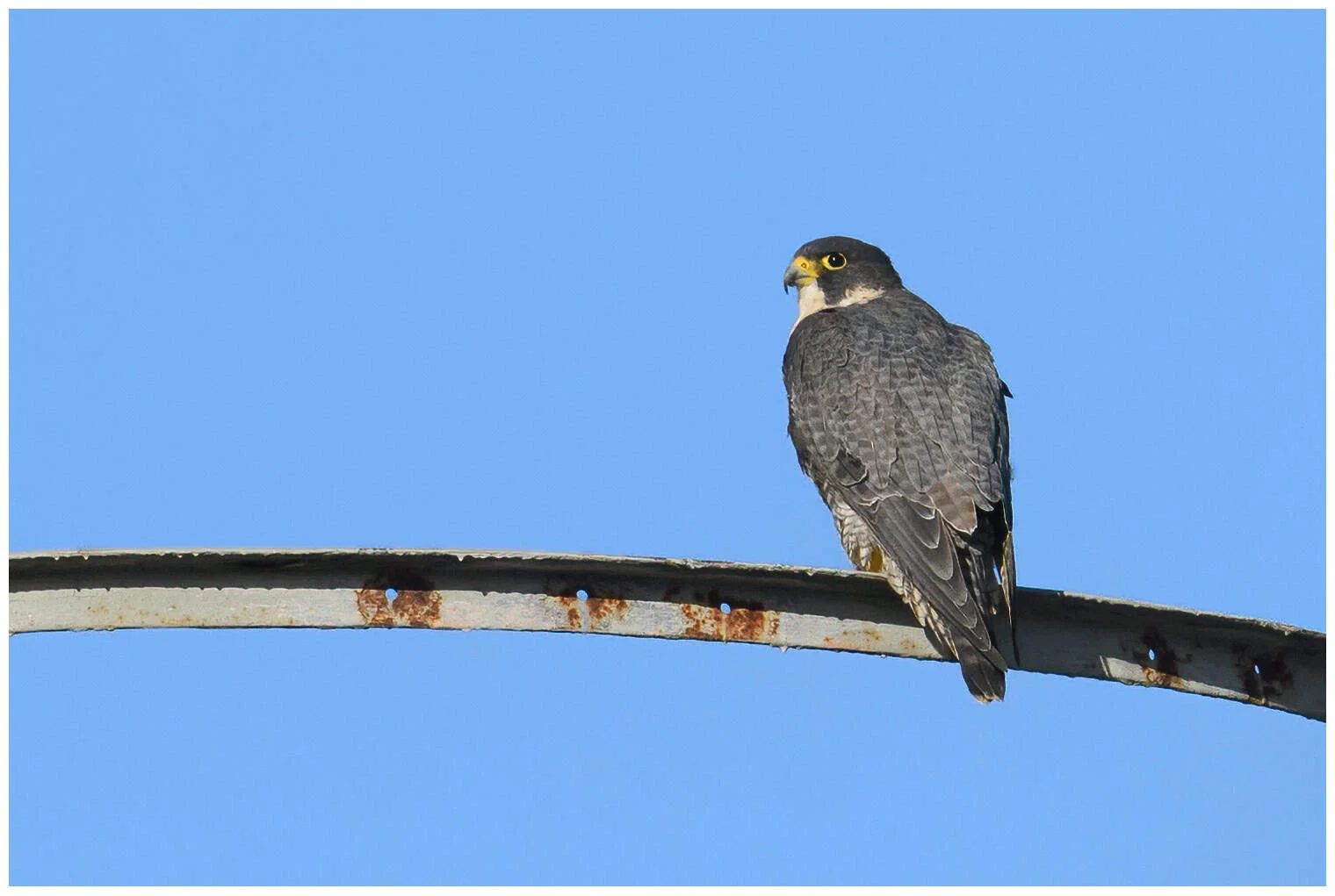 Halcón Peregrino