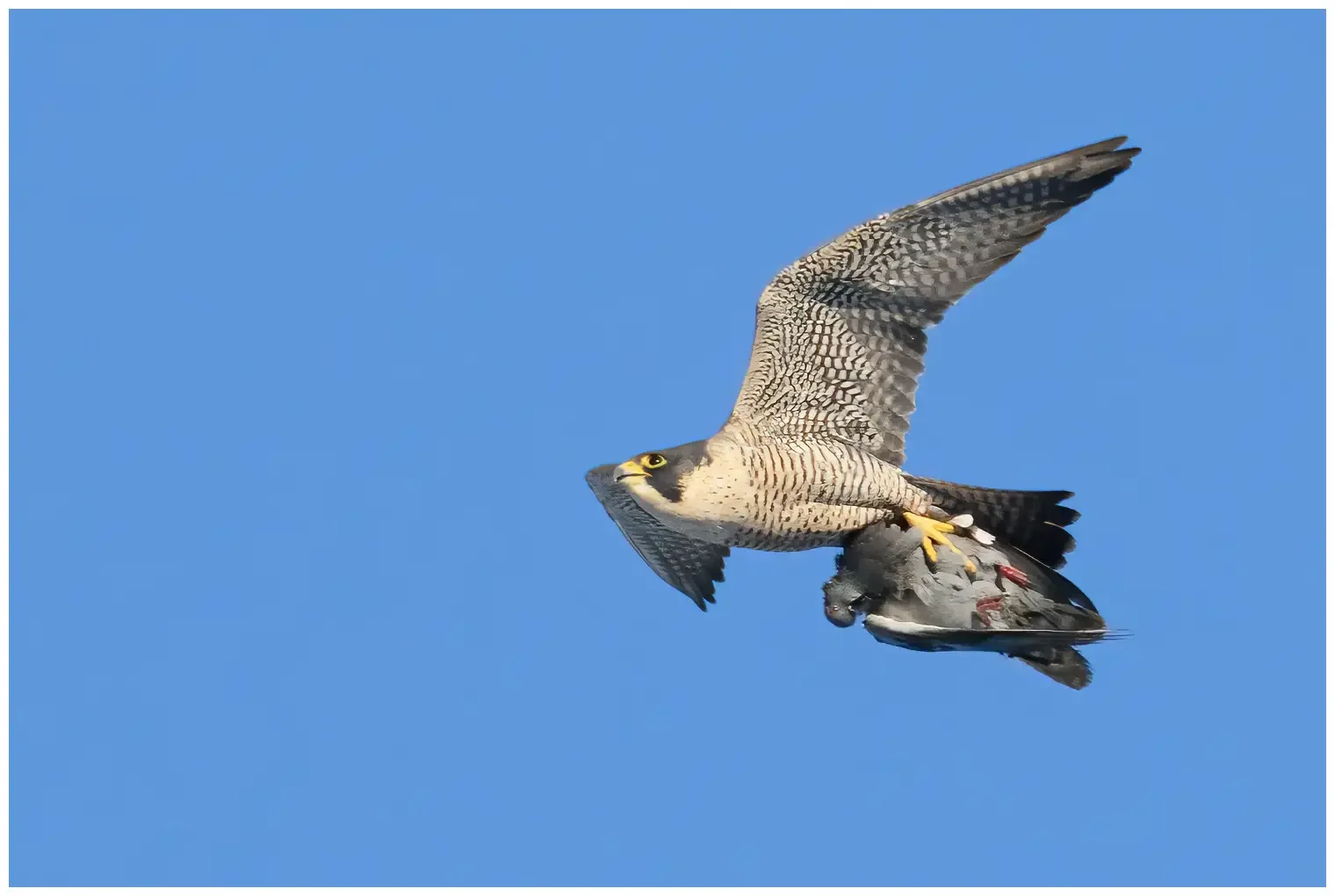 Halcón Peregrino