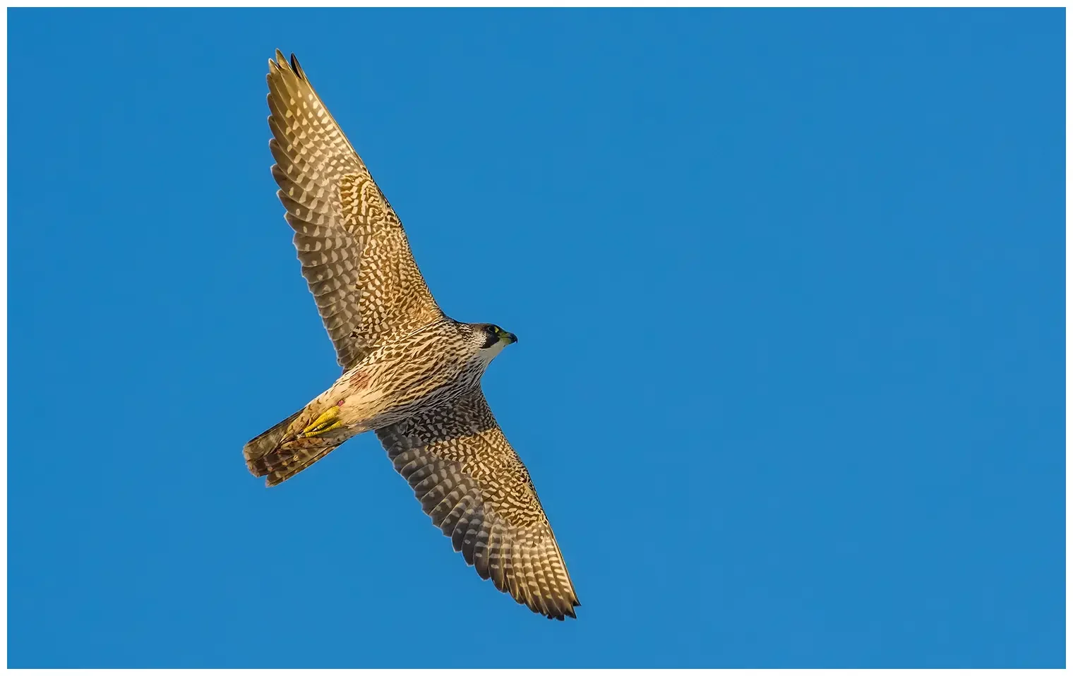 Halcón Peregrino