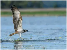 Aguila Pescadora