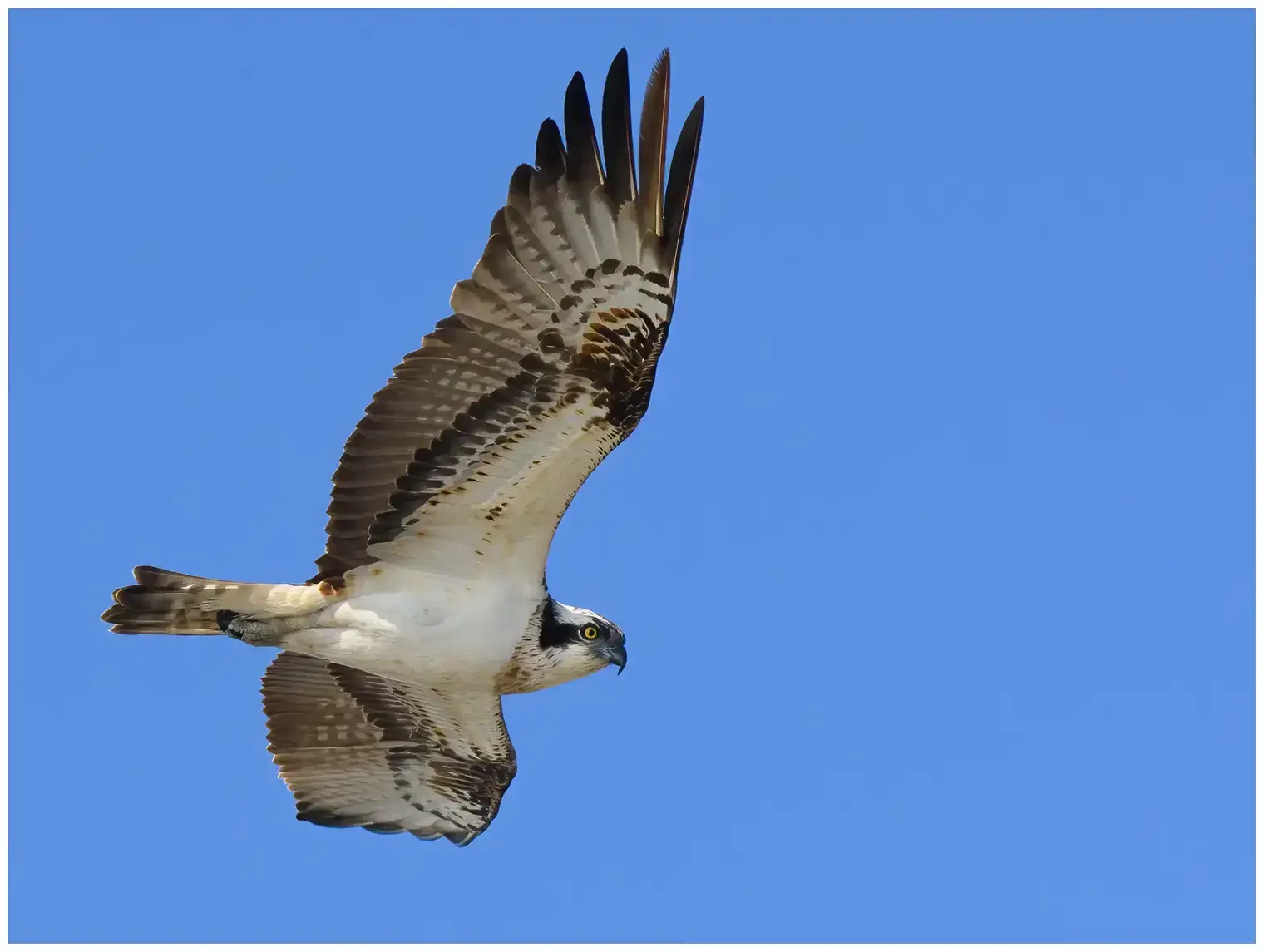 Aguila Pescadora