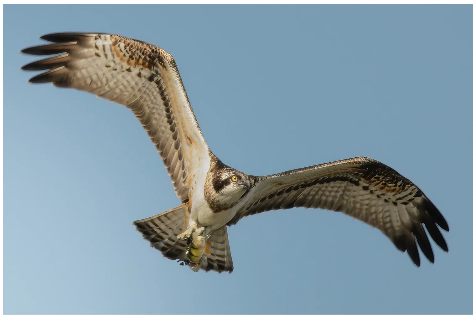 Aguila Pescadora