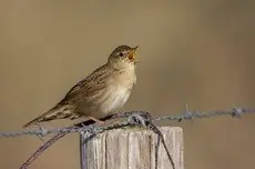 Buscarla Pintoja