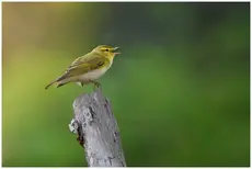 Mosquitero Silbador