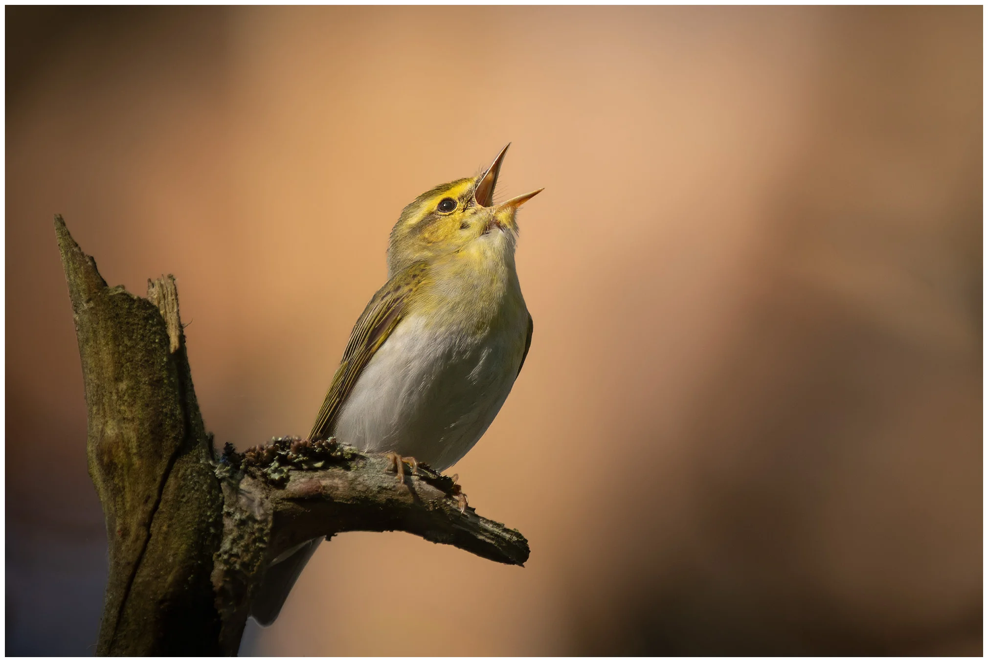 Mosquitero Silbador