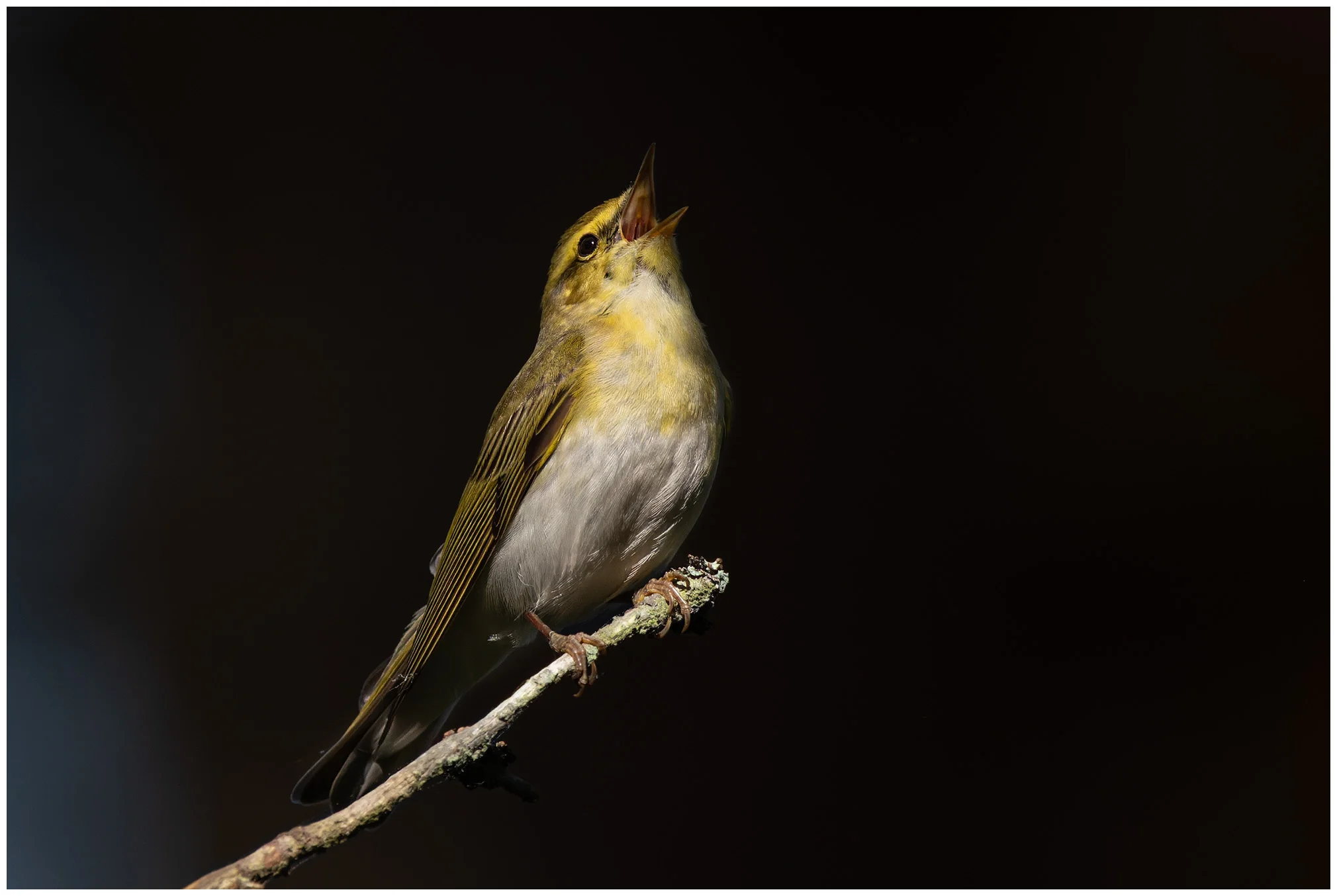 Mosquitero Silbador