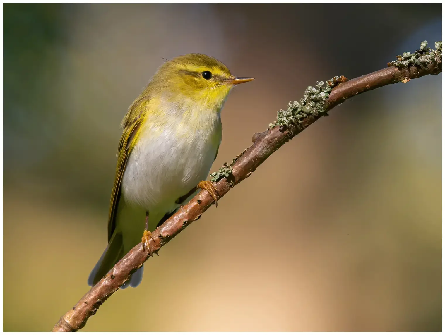 Mosquitero Silbador