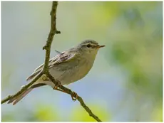Mosquitero Musical