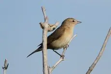 Curruca Mosquitera