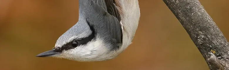 Trepador Azul. Aquí está sentado boca abajo en una rama, con la cabeza hacia abajo. Pico fuerte, cola corta y raya negra en los ojos.
