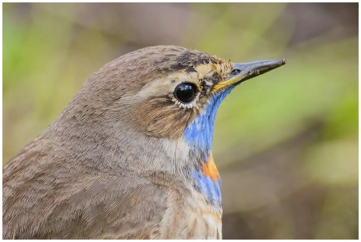 Pechiazul