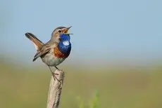 Pechiazul