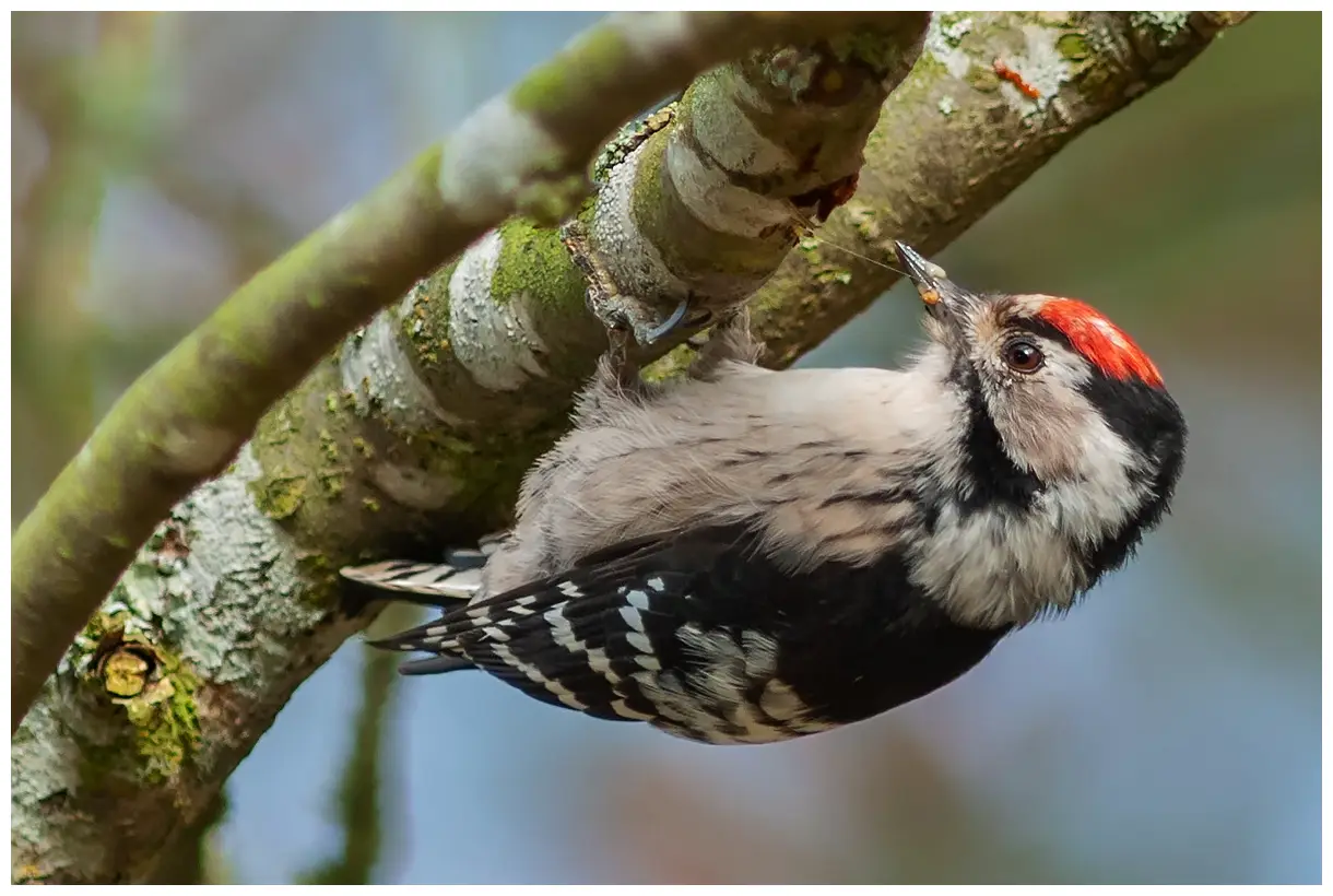 Pico Menor. Sentado en la parte inferior de una rama. Capuchón rojo distintivo (macho).
