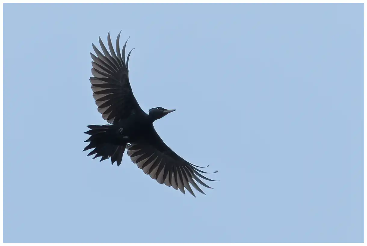 Picamaderos Negro. Visto aquí volando, silueteado contra un cielo azul. Un ave de color negro azabache excepto por el casquete rojo.