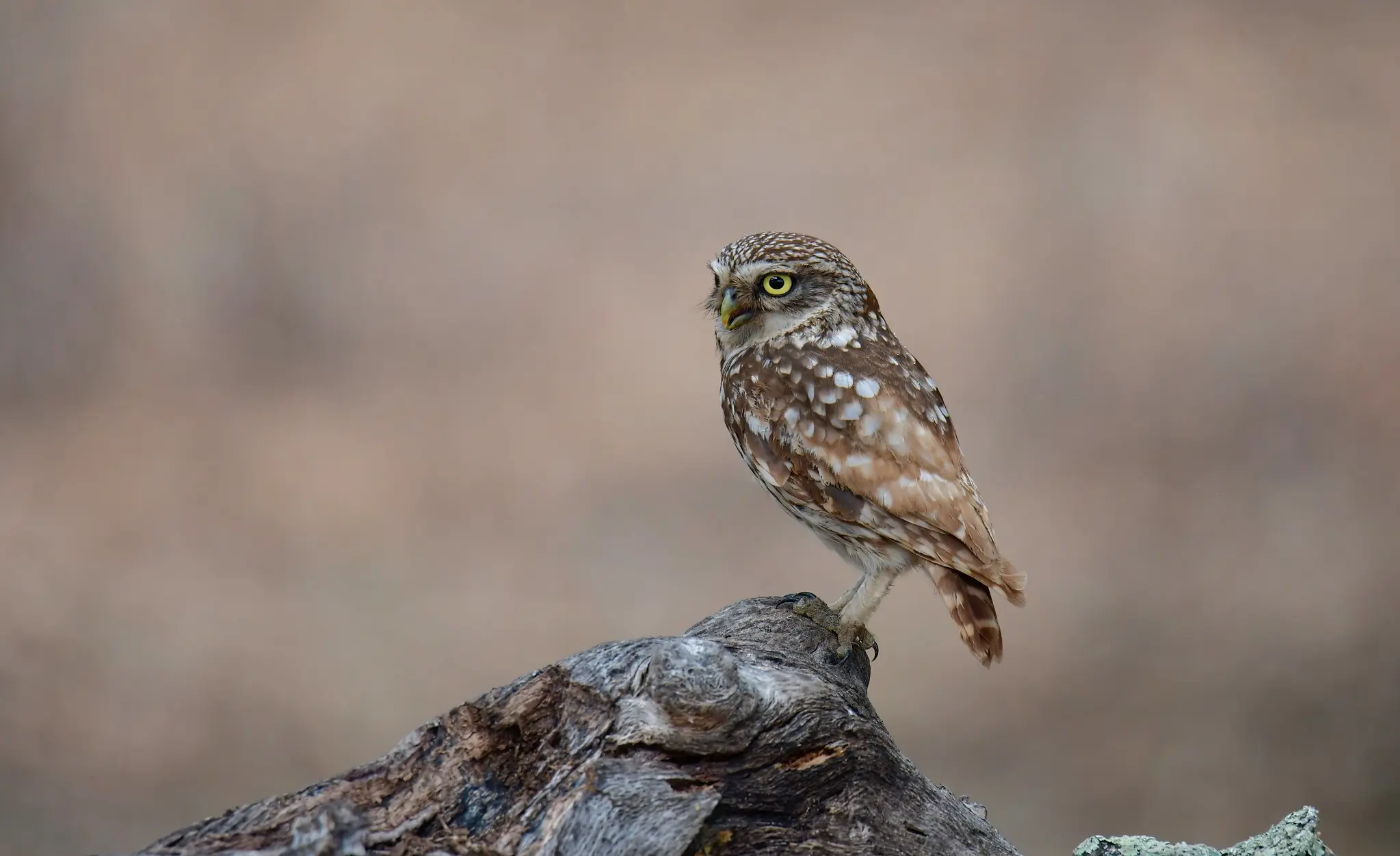 Mochuelo Europeo