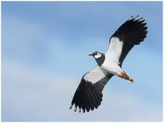 Avefría Europea