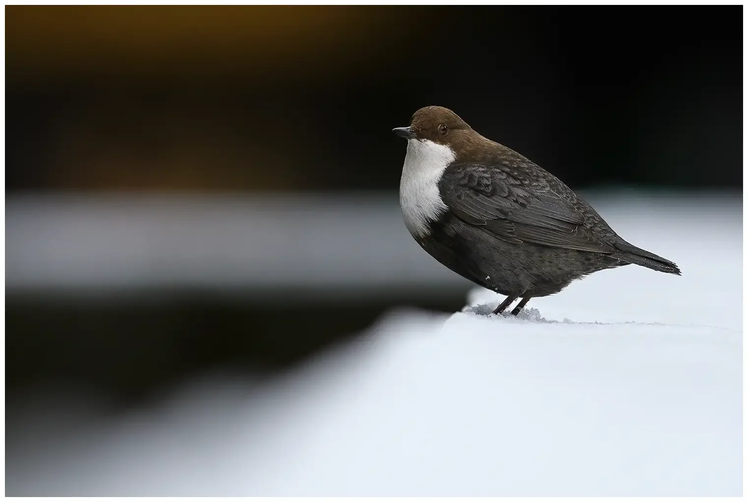 Mirlo-acuático Europeo