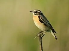 Tarabilla norteña