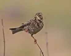 Escribano Triguero