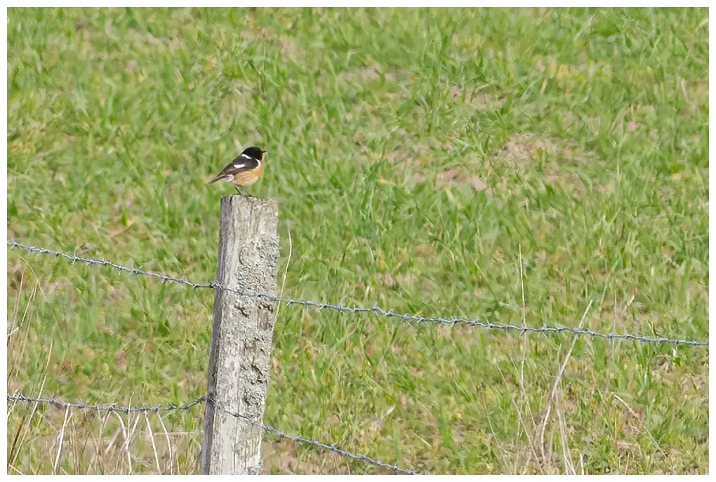 Tarabilla europea