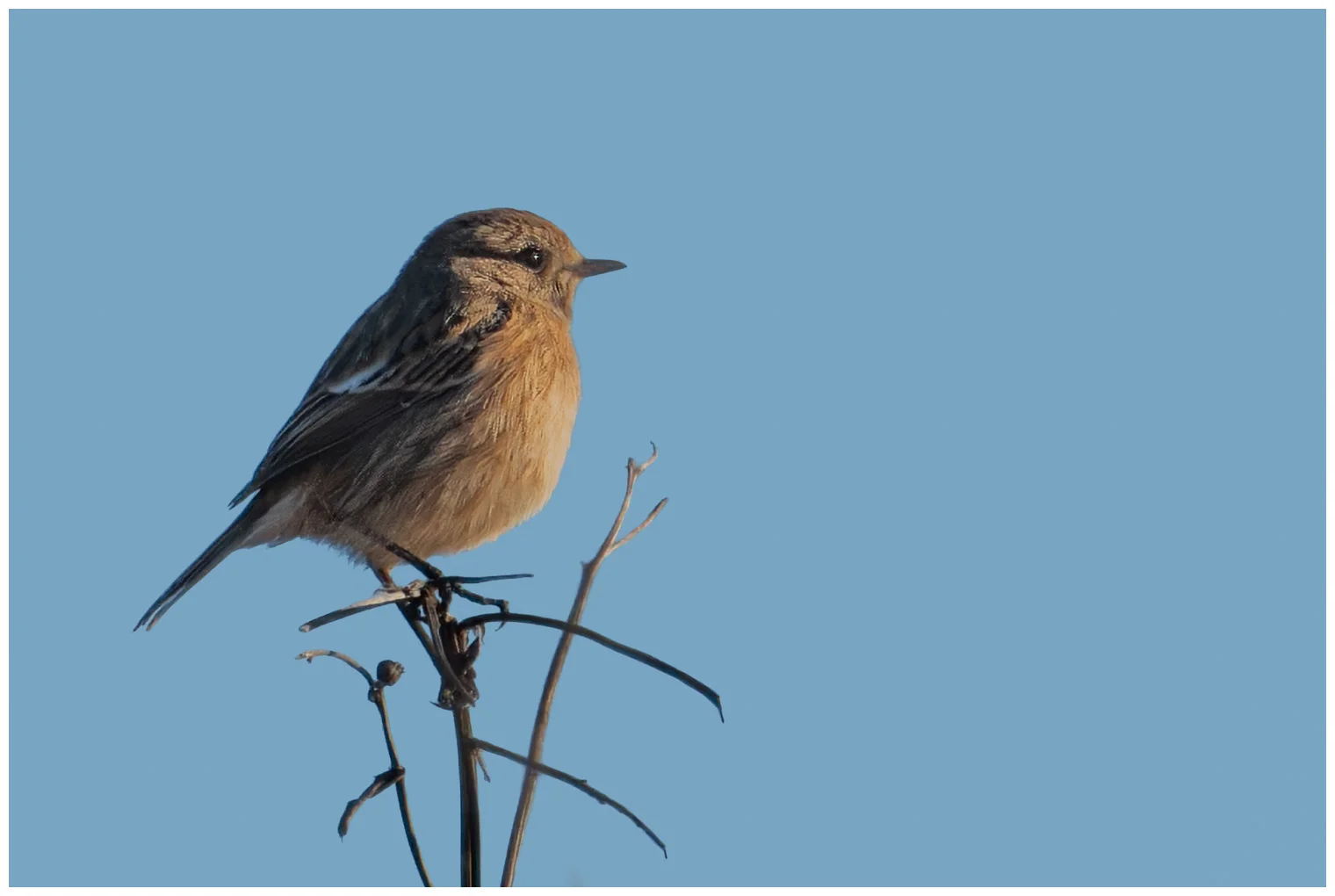 Tarabilla europea