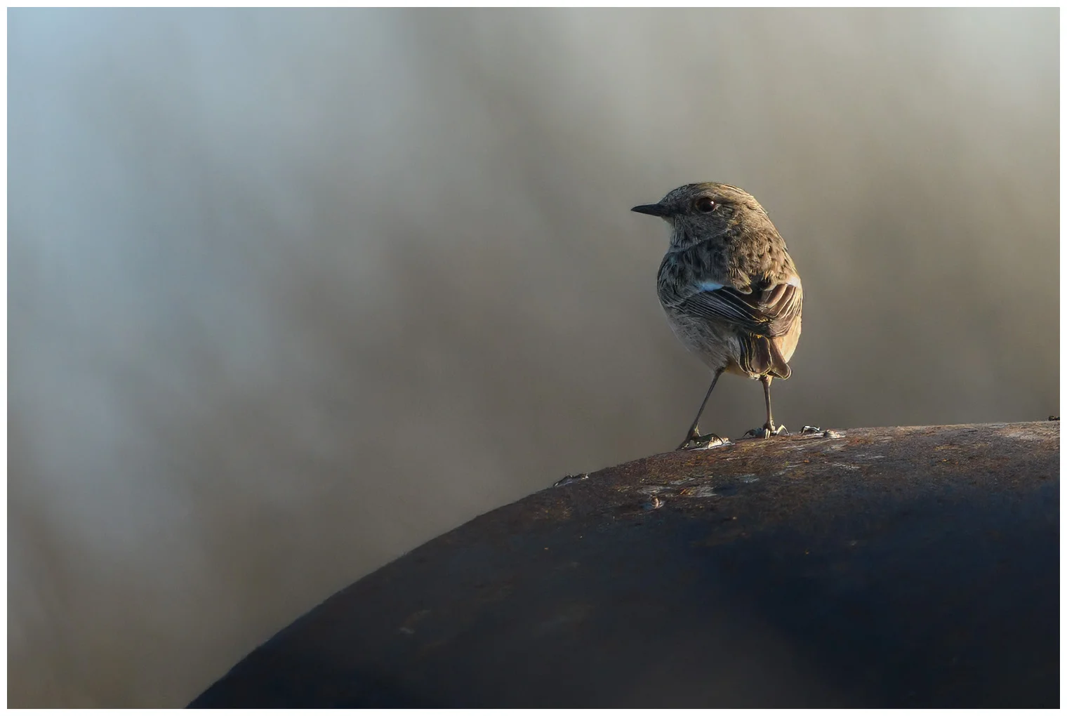 Tarabilla europea