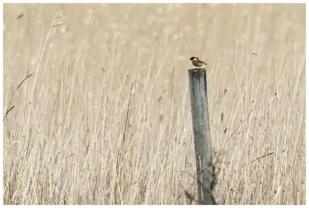 Tarabilla europea