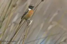 Tarabilla europea
