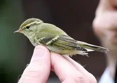 Mosquitero Bilistado
