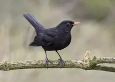 Mirlo común