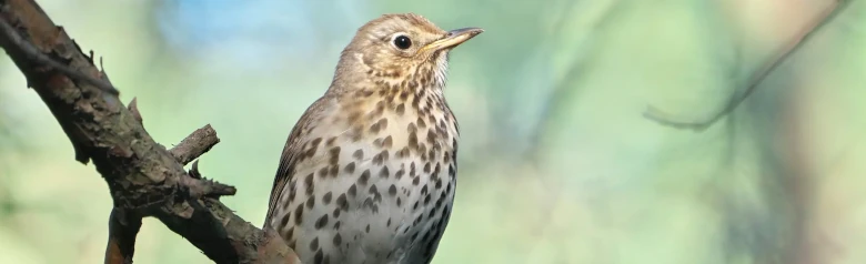 Zorzal Común. La parte inferior del ave es clara con manchas oscuras. Las manchas son triangulares, como puntas de flecha.