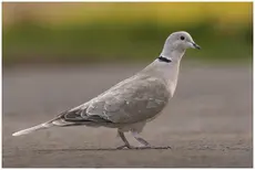 Tórtola Turca