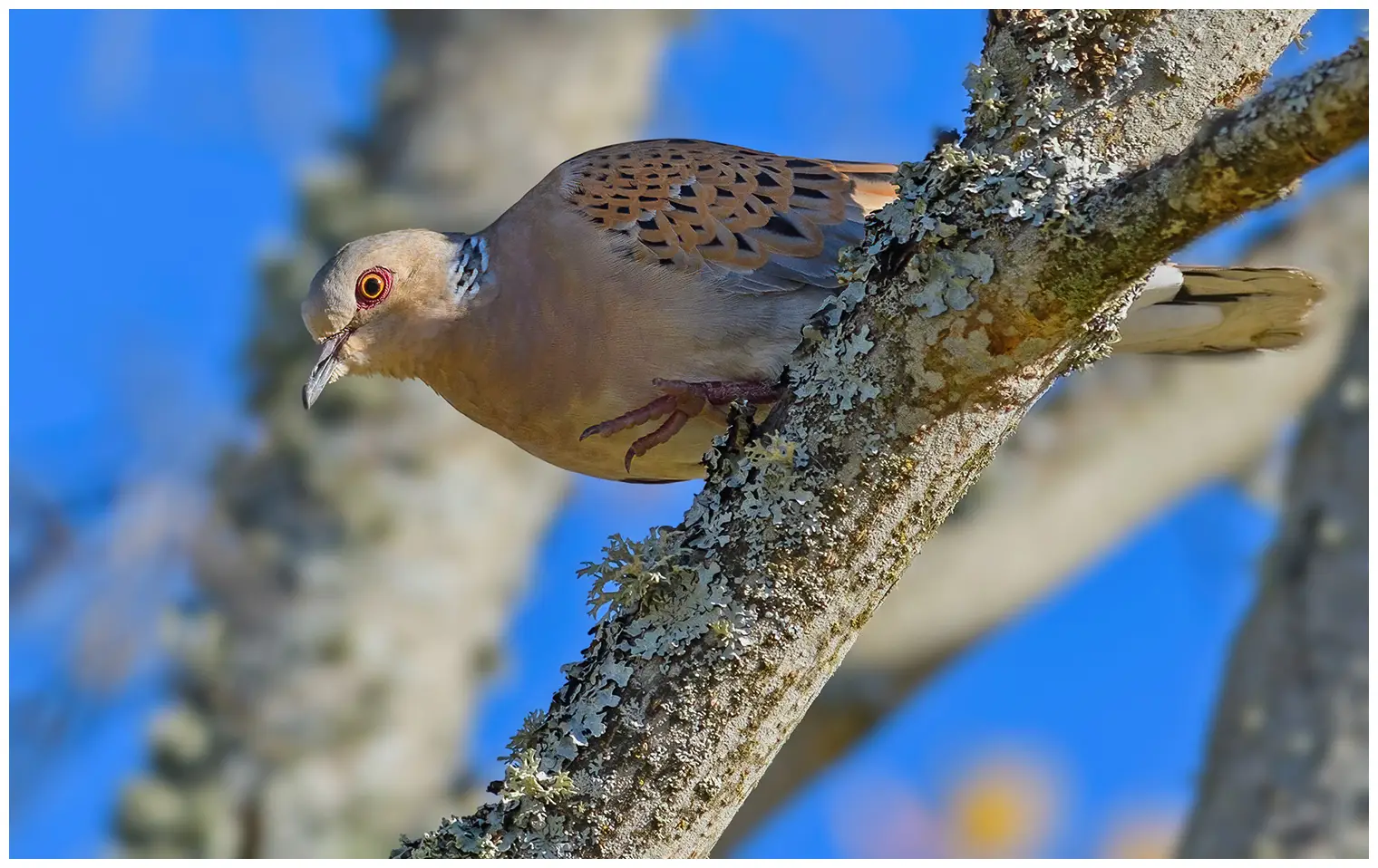 Tórtola Europea