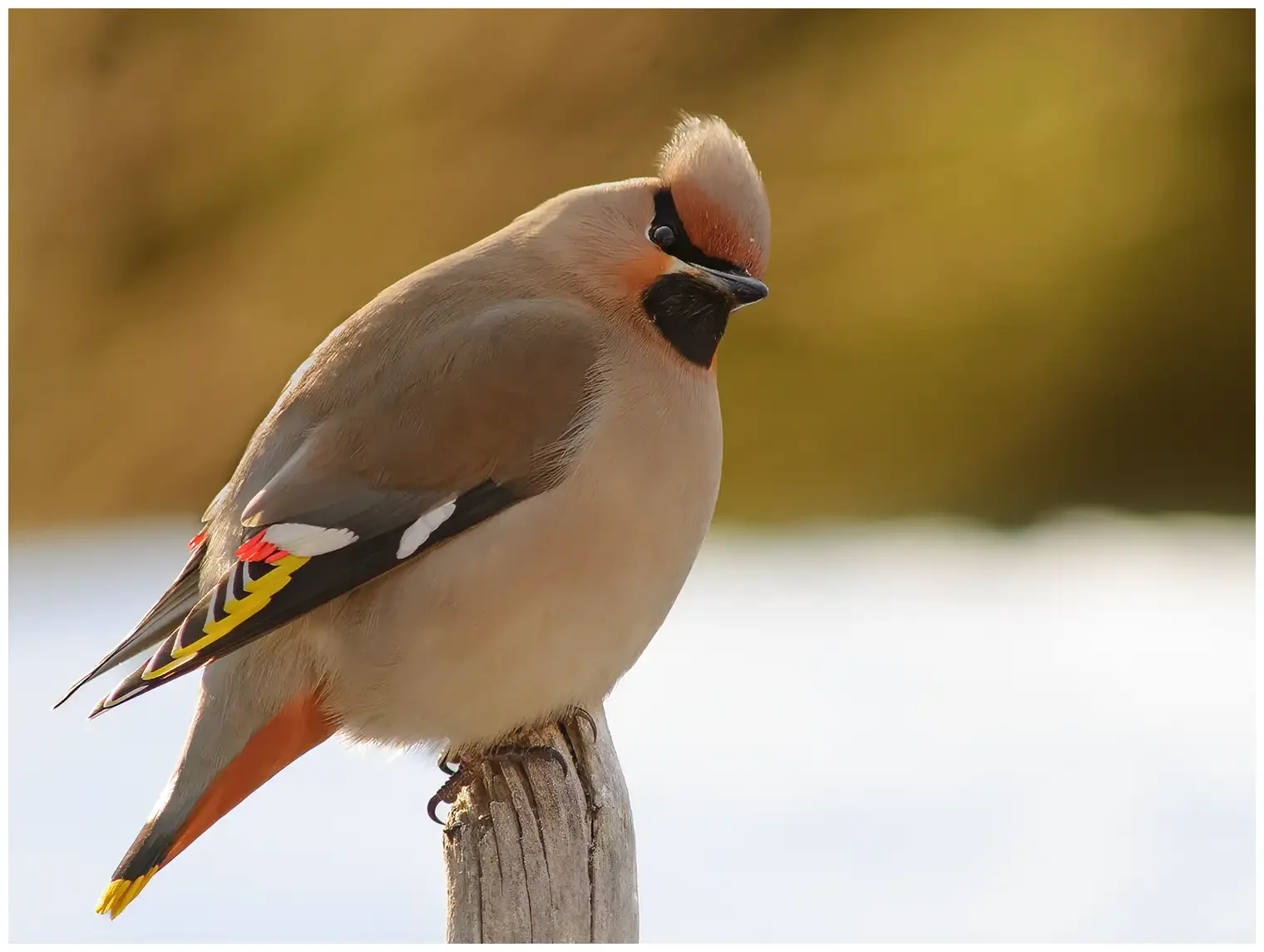 Ampelis Europeo