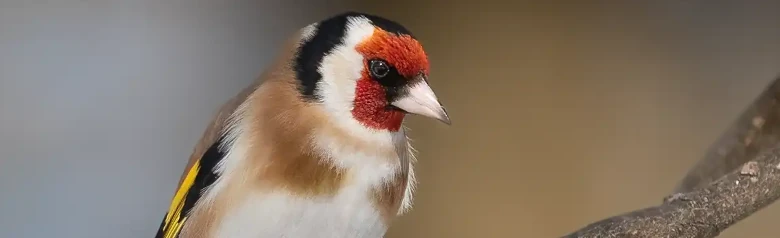 Jilguero Europeo. Sentado en una rama. Cara roja, blanca y negra. Bandas alares amarillas sobre las alas negras.