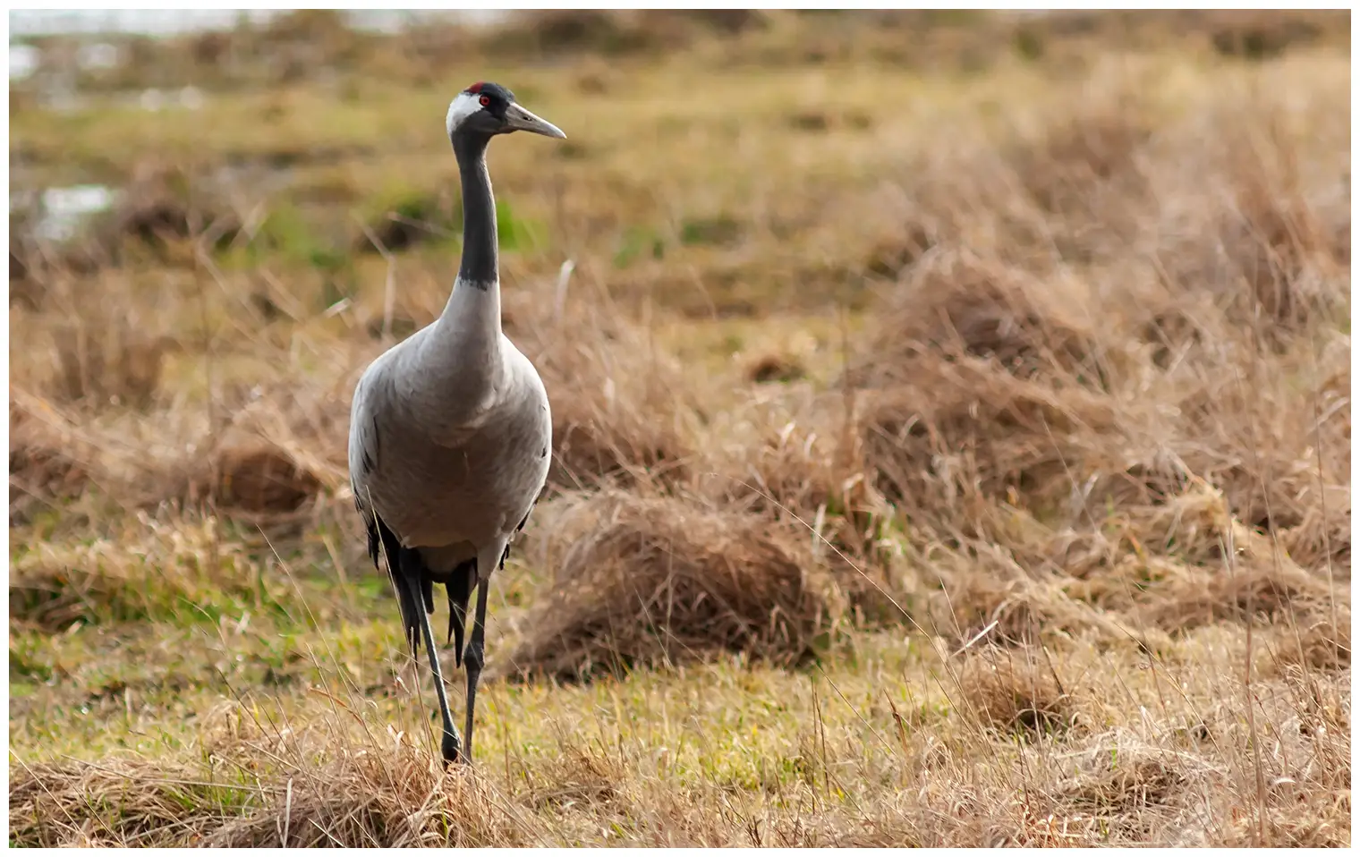 Grulla Común