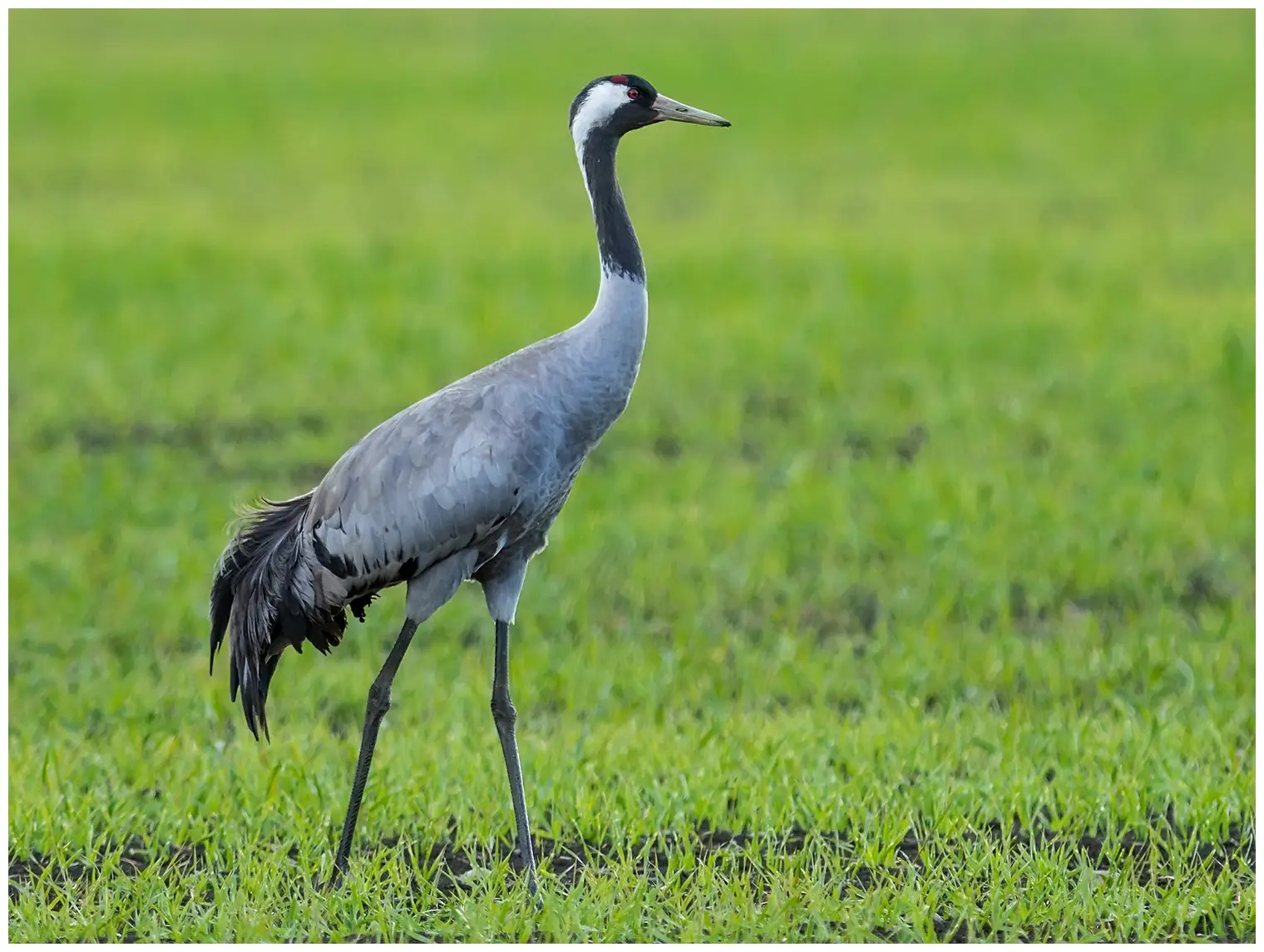 Grulla Común